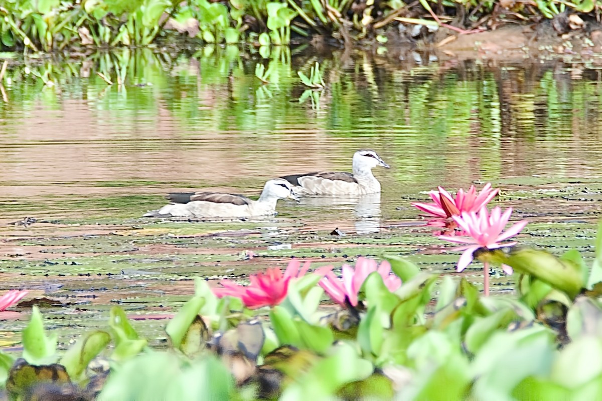 Cotton Pygmy-Goose - ML645823368