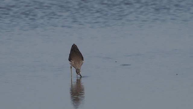 Greater Yellowlegs - ML645823369
