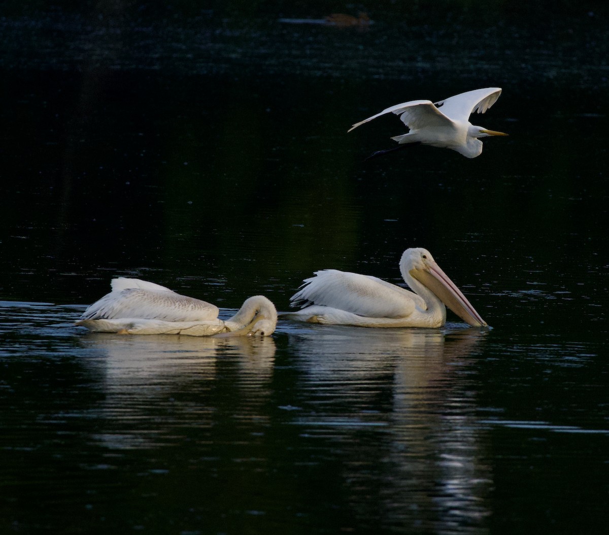 Amerika Pelikanı - ML645823377