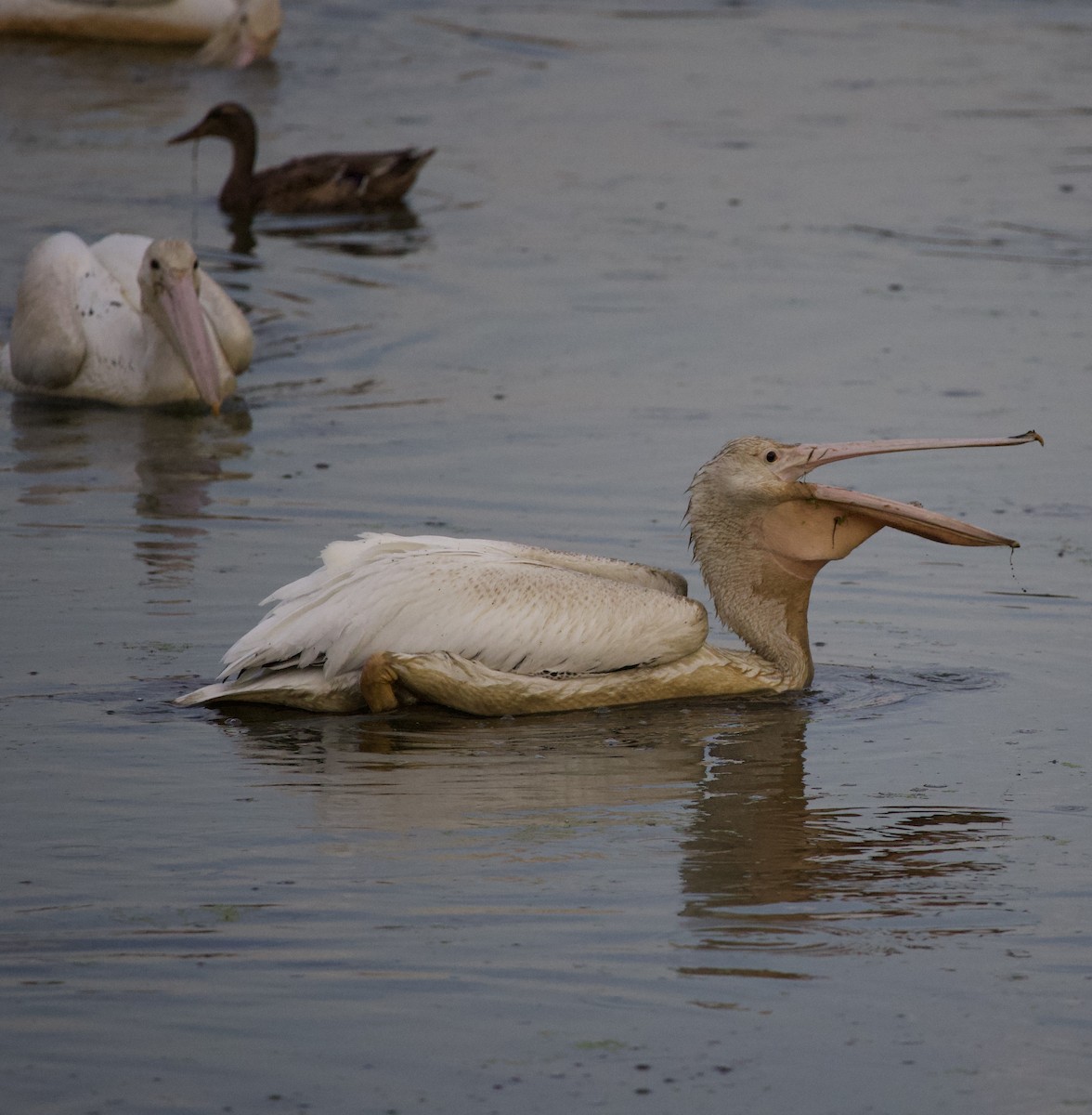 Amerika Pelikanı - ML645823379