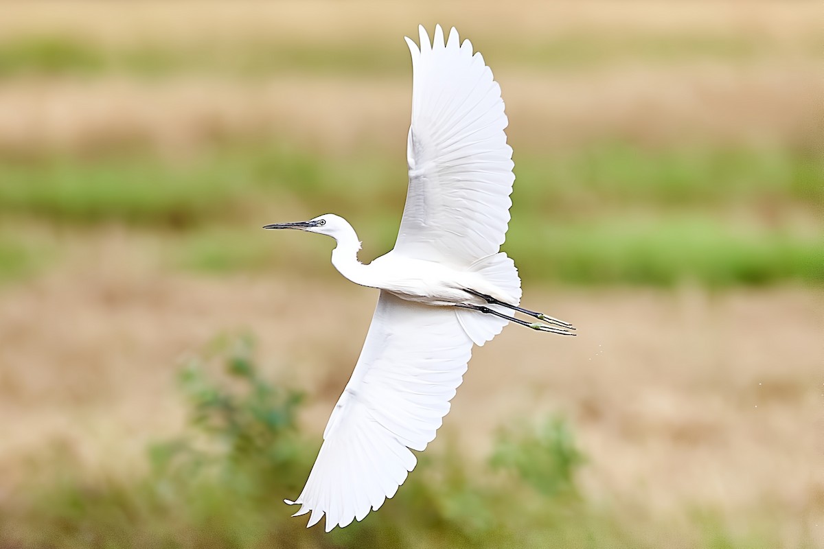 Little Egret - ML645823381