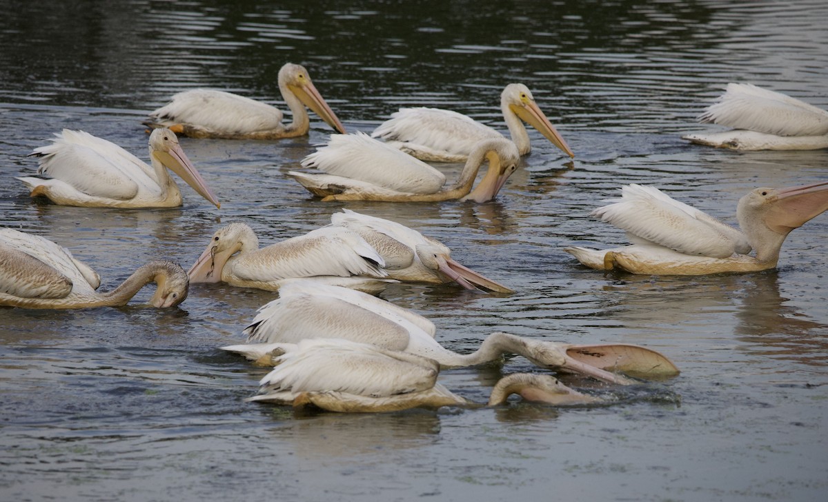 Amerika Pelikanı - ML645823382