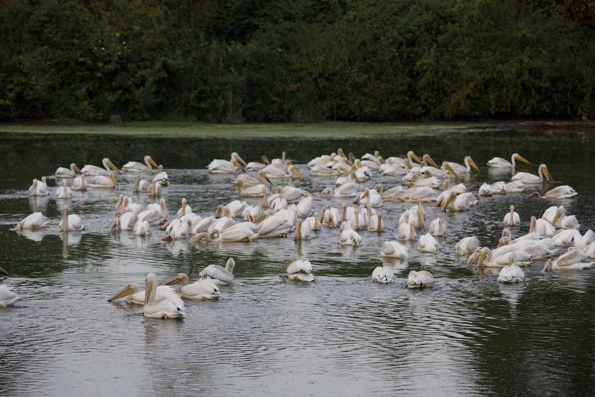 Amerika Pelikanı - ML645823383