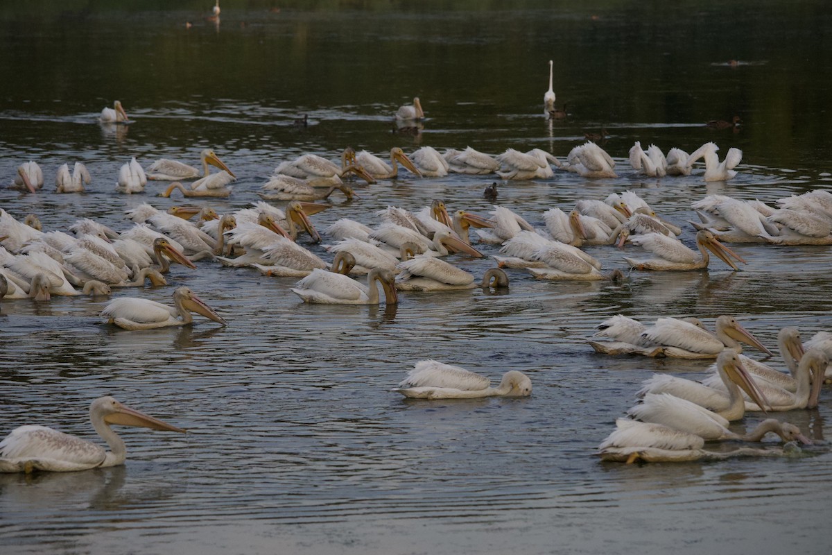 Amerika Pelikanı - ML645823384