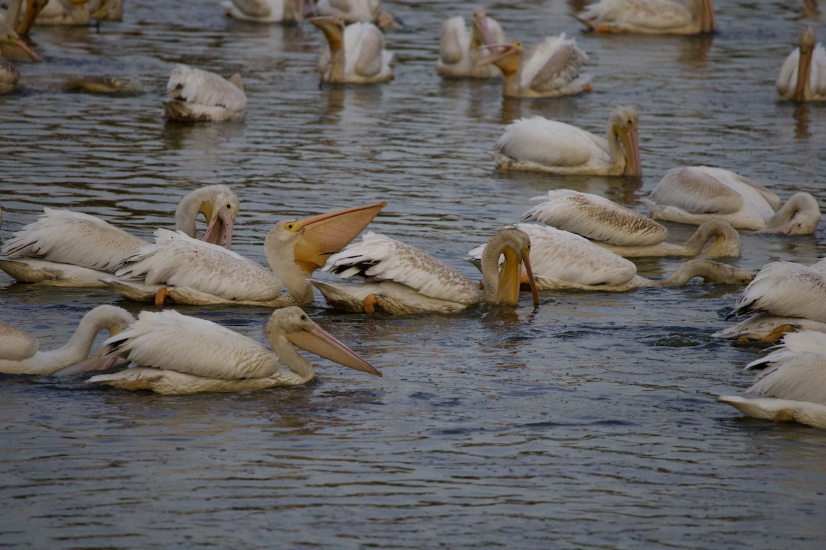 Amerika Pelikanı - ML645823385