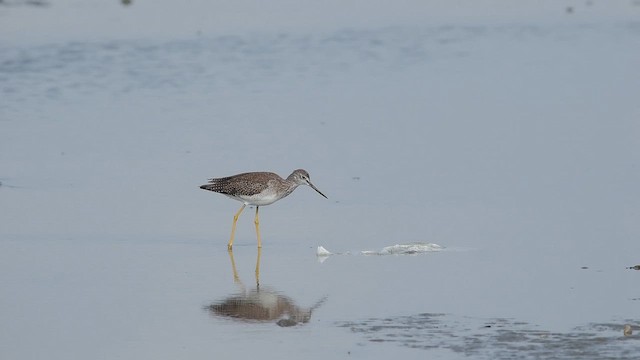 Greater Yellowlegs - ML645823386