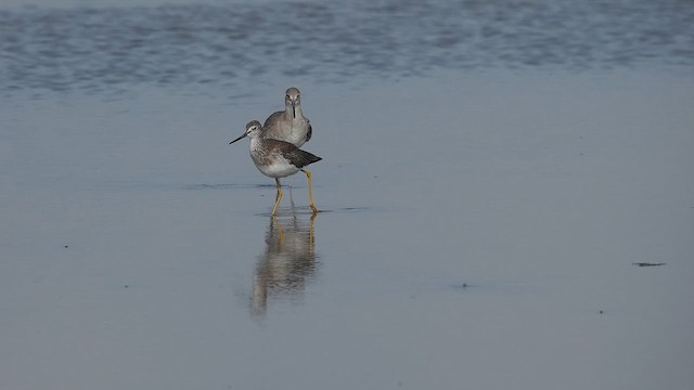 Greater Yellowlegs - ML645823389