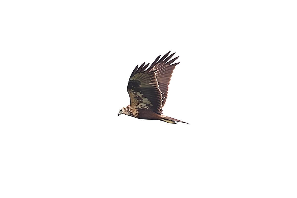 Eastern Marsh Harrier - ML645823391