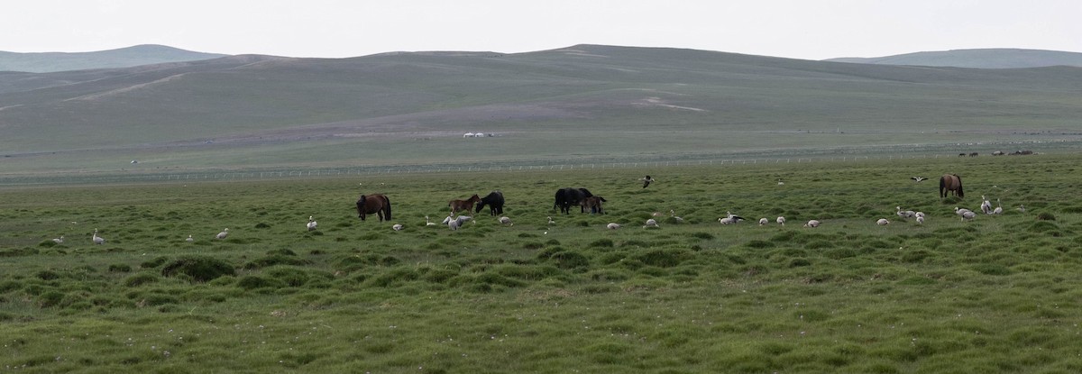 Гуска гірська - ML645823393