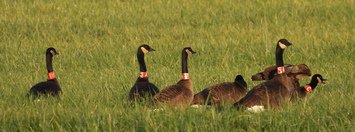 Canada Goose (occidentalis/fulva) - ML645823394