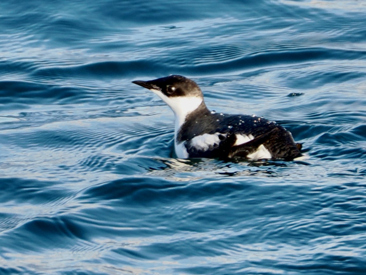 Marbled Murrelet - ML645823395