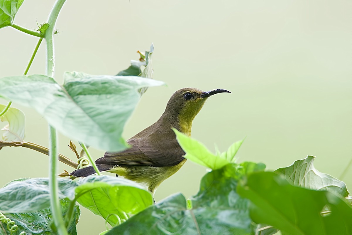 Ornate Sunbird - ML645823397