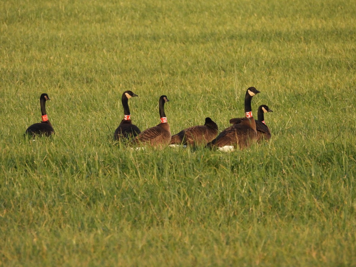 Canada Goose (occidentalis/fulva) - ML645823403