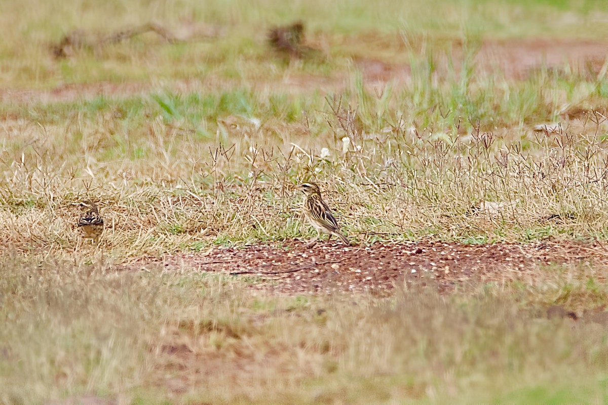 Streaked Weaver - ML645823404