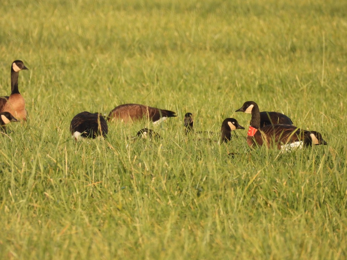 Canada Goose (occidentalis/fulva) - ML645823407