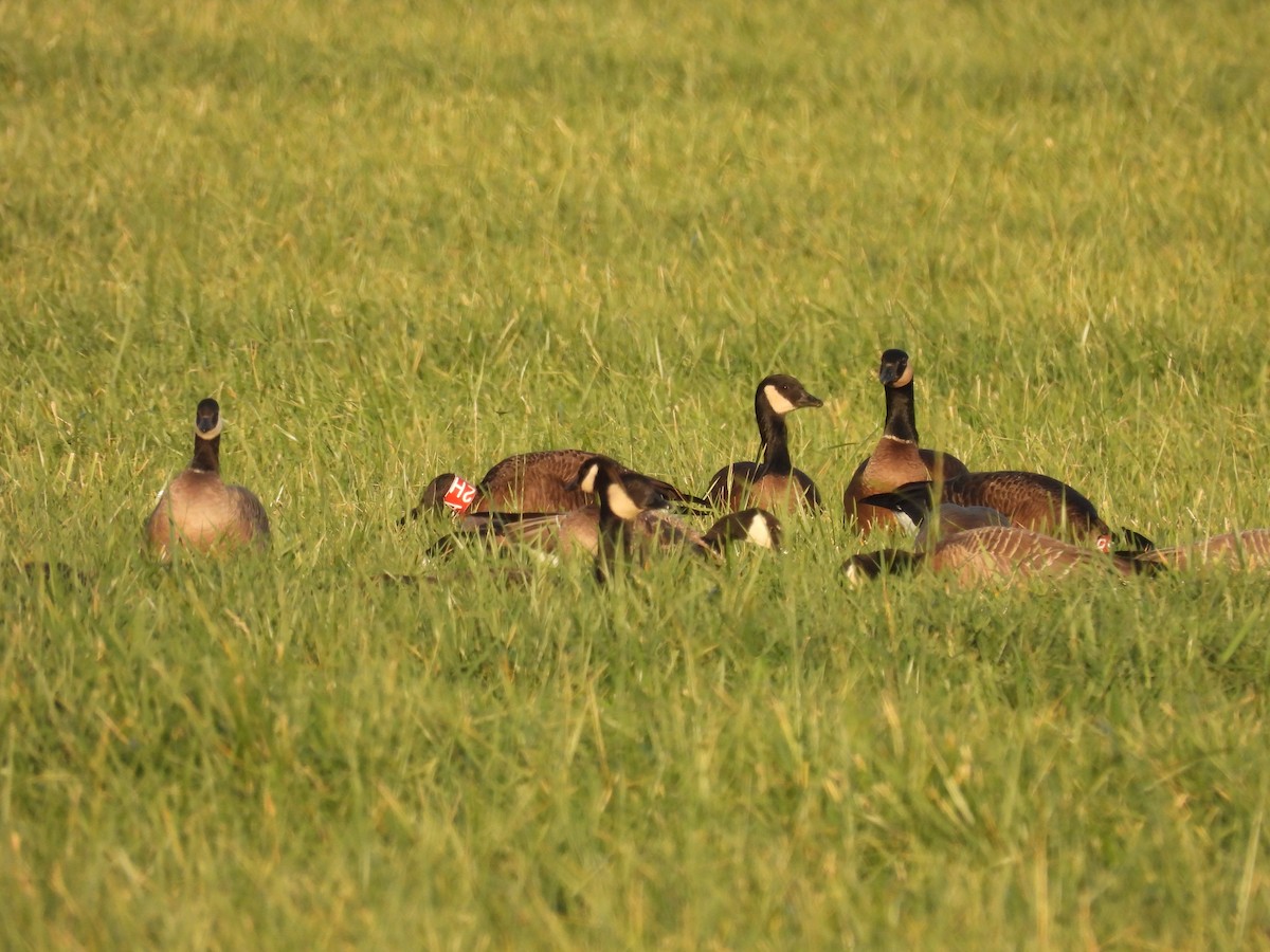 Canada Goose (occidentalis/fulva) - ML645823410