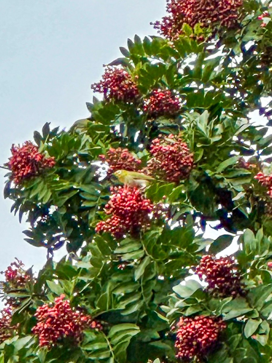 Anteojitos de Swinhoe - ML645823416