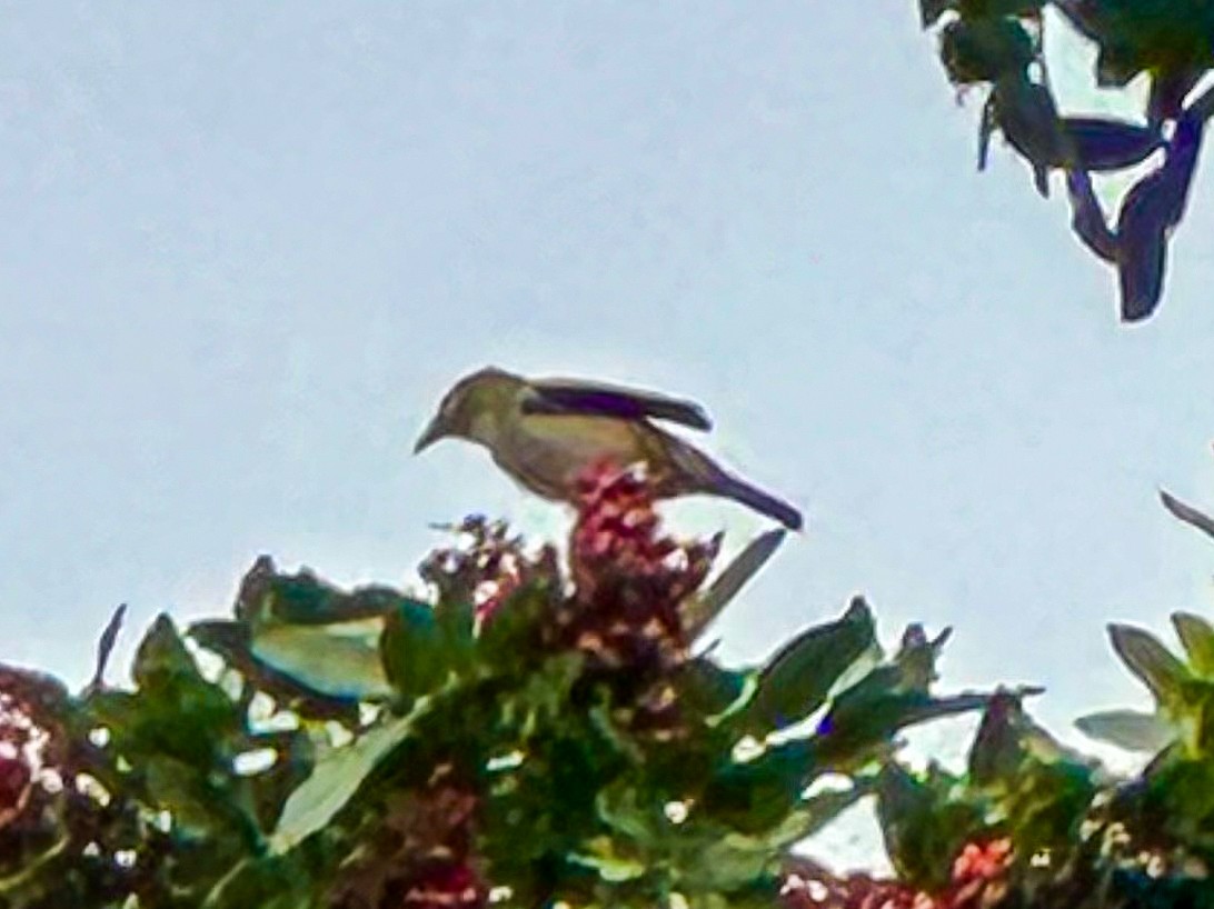 Anteojitos de Swinhoe - ML645823419