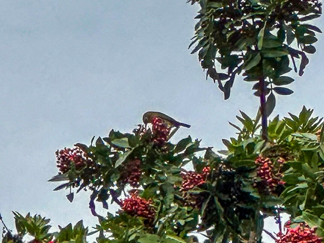 Anteojitos de Swinhoe - ML645823420