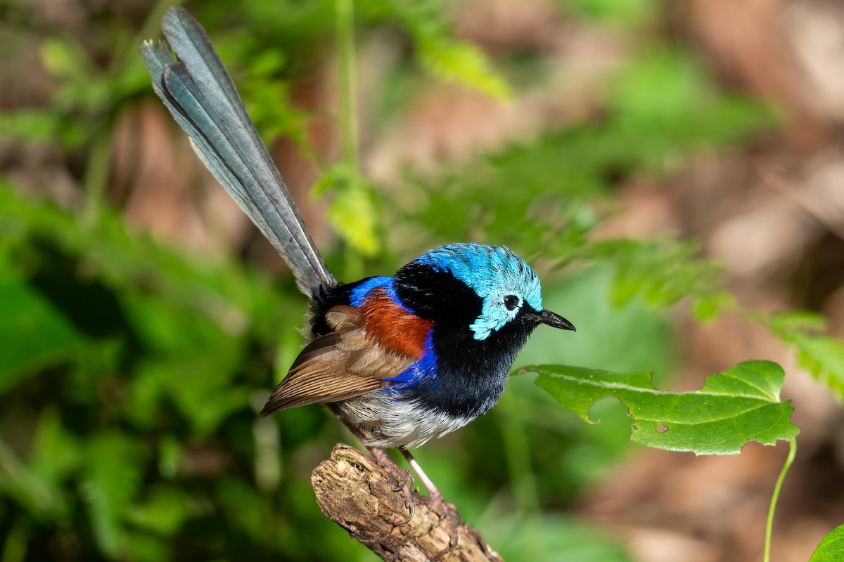 Variegated Fairywren - ML645823421