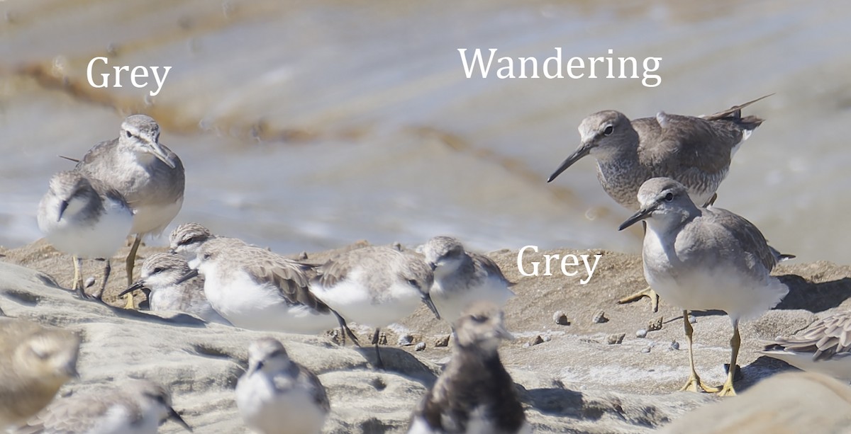 Gri Sırtlı Düdükçün - ML645823422