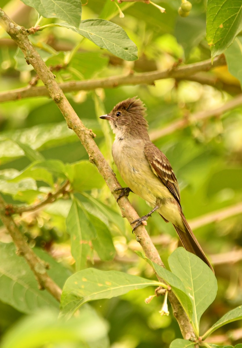 Large Elaenia - ML645823425