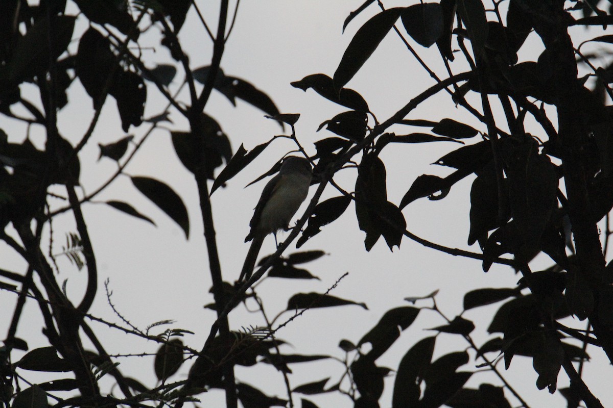 Zwergmennigvogel - ML645823439