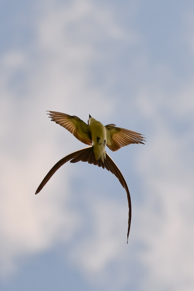 Fork-tailed Flycatcher - ML645823441