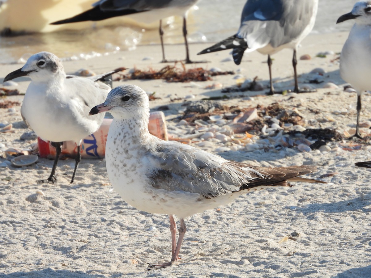 Gavina americana - ML645823442