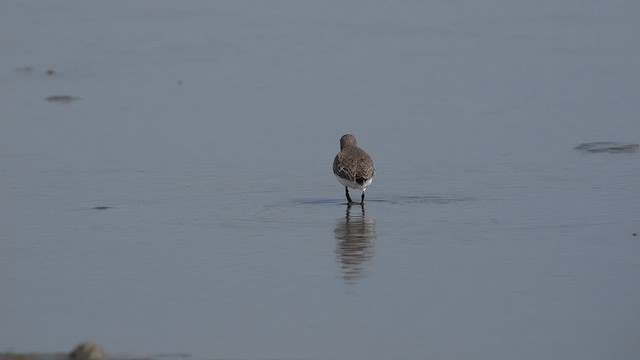 Dunlin - ML645823446