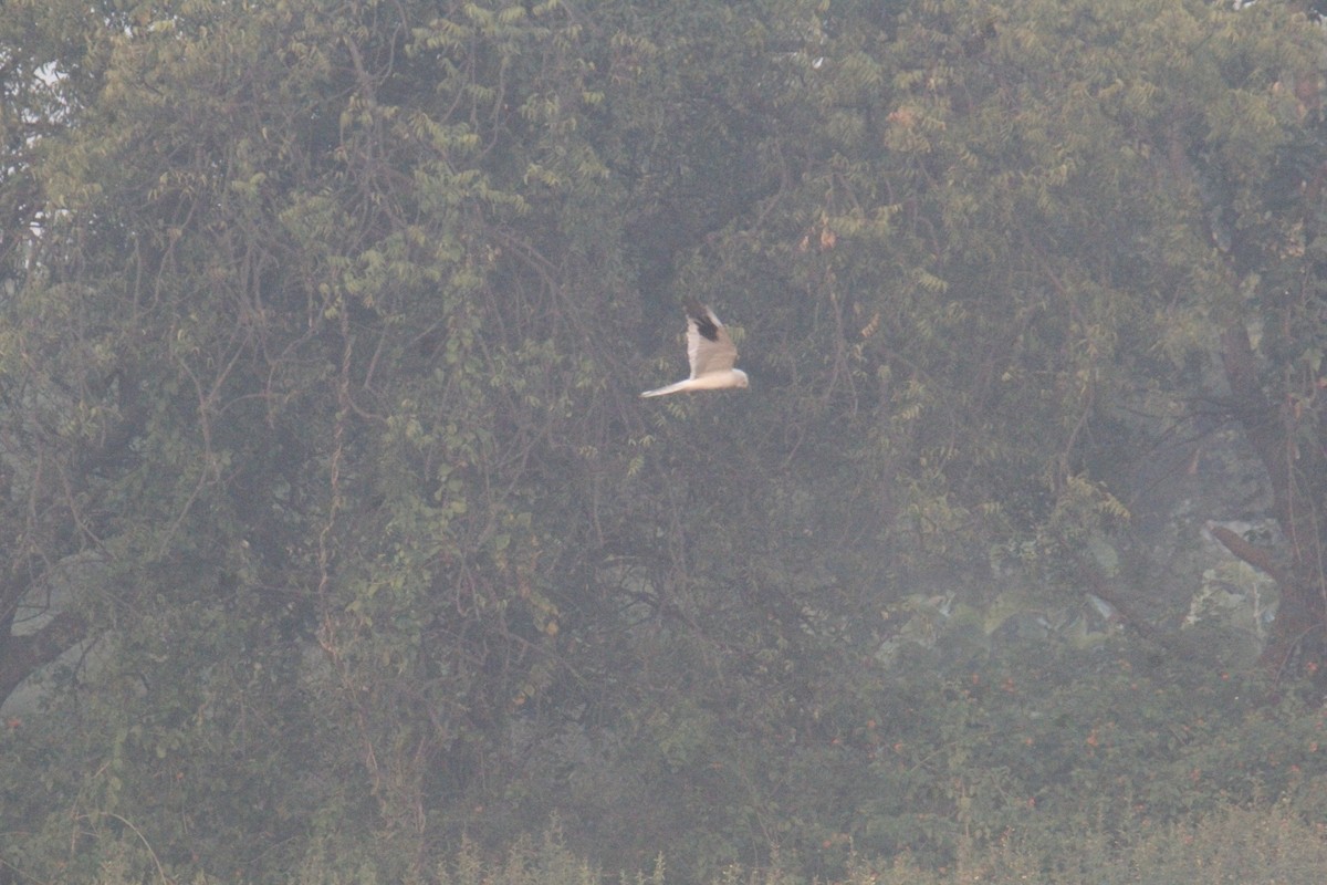 Aguilucho Papialbo - ML645823447