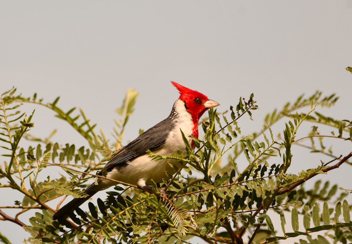Red-crested Cardinal - ML645823448