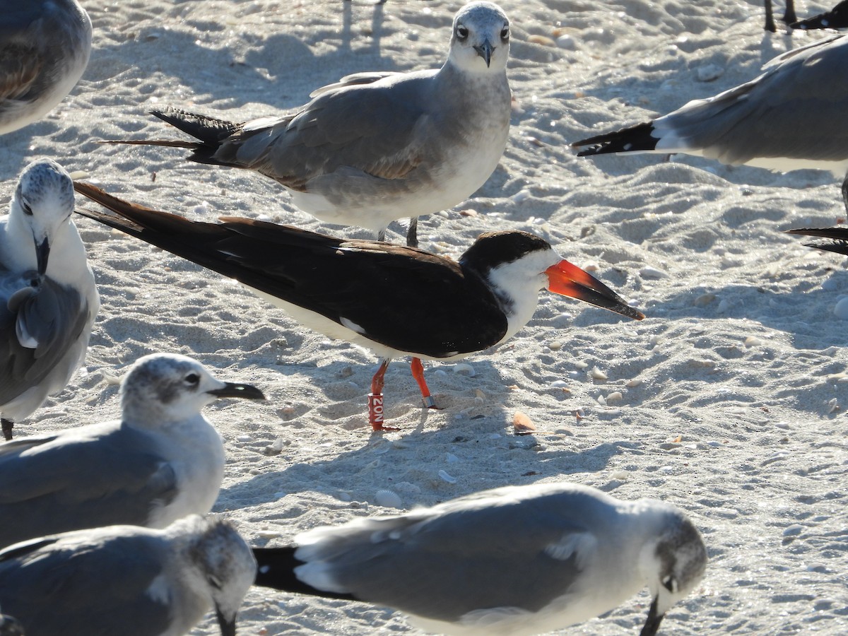 Black Skimmer - ML645823450