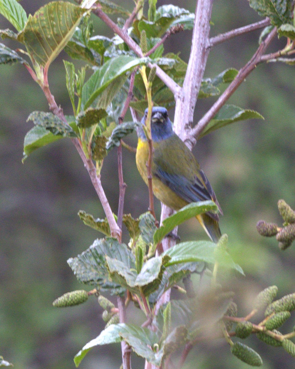 Blue-and-yellow Tanager - ML645823455