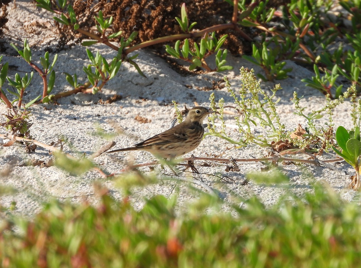 Spioncello del Pacifico - ML645823458