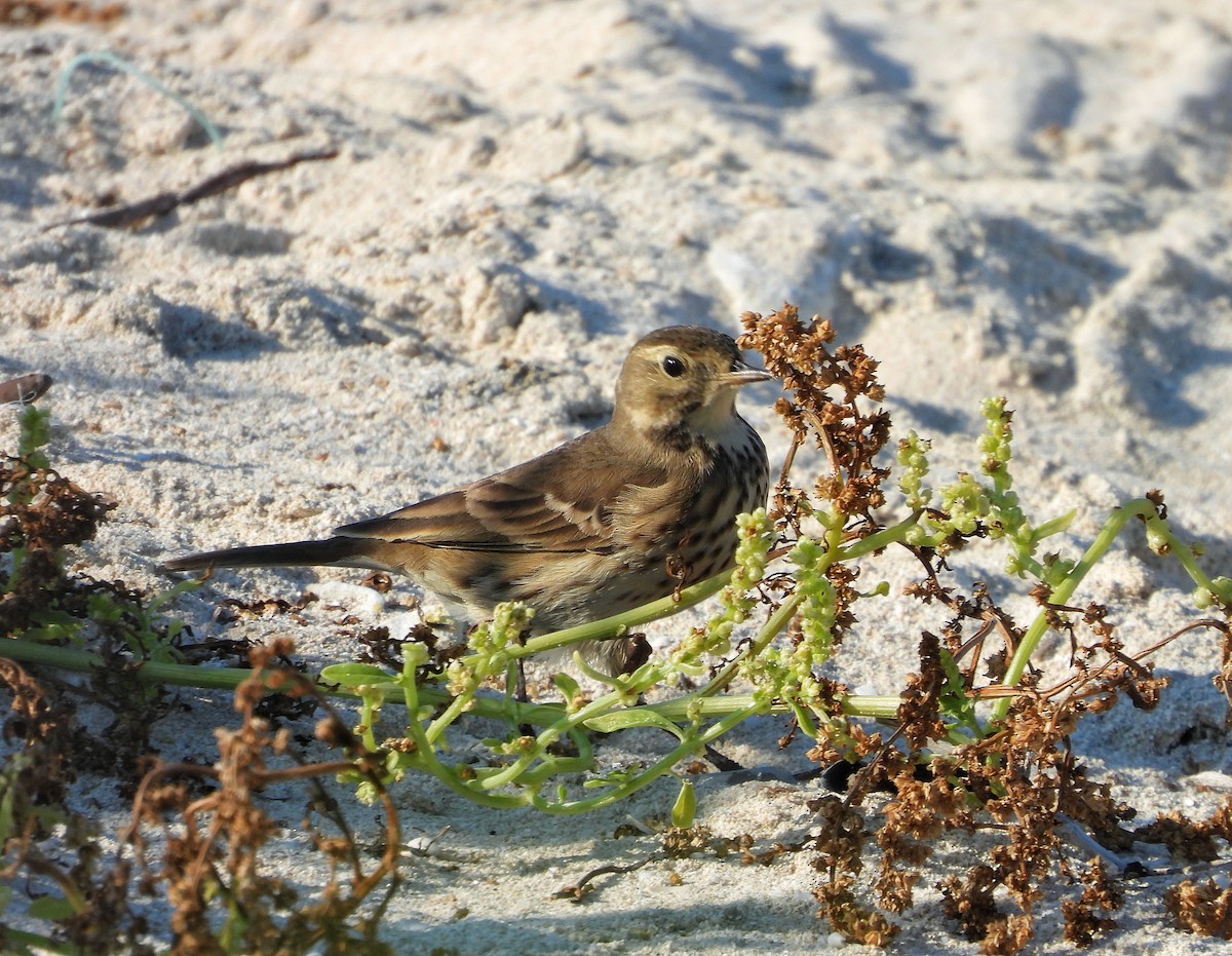 Spioncello del Pacifico - ML645823459