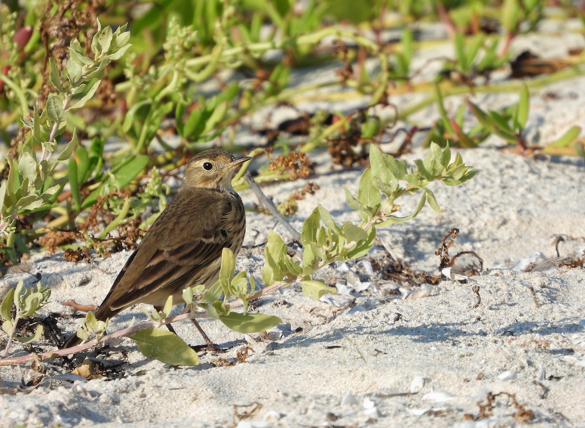 Spioncello del Pacifico - ML645823460