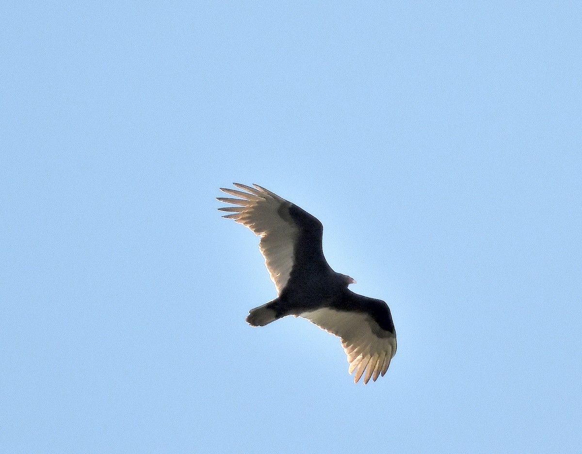 Turkey Vulture - ML645823478