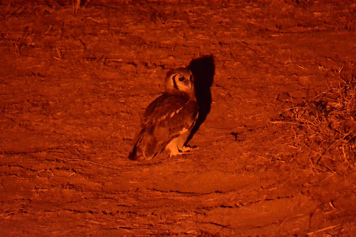 Verreaux's Eagle-Owl - ML645823481