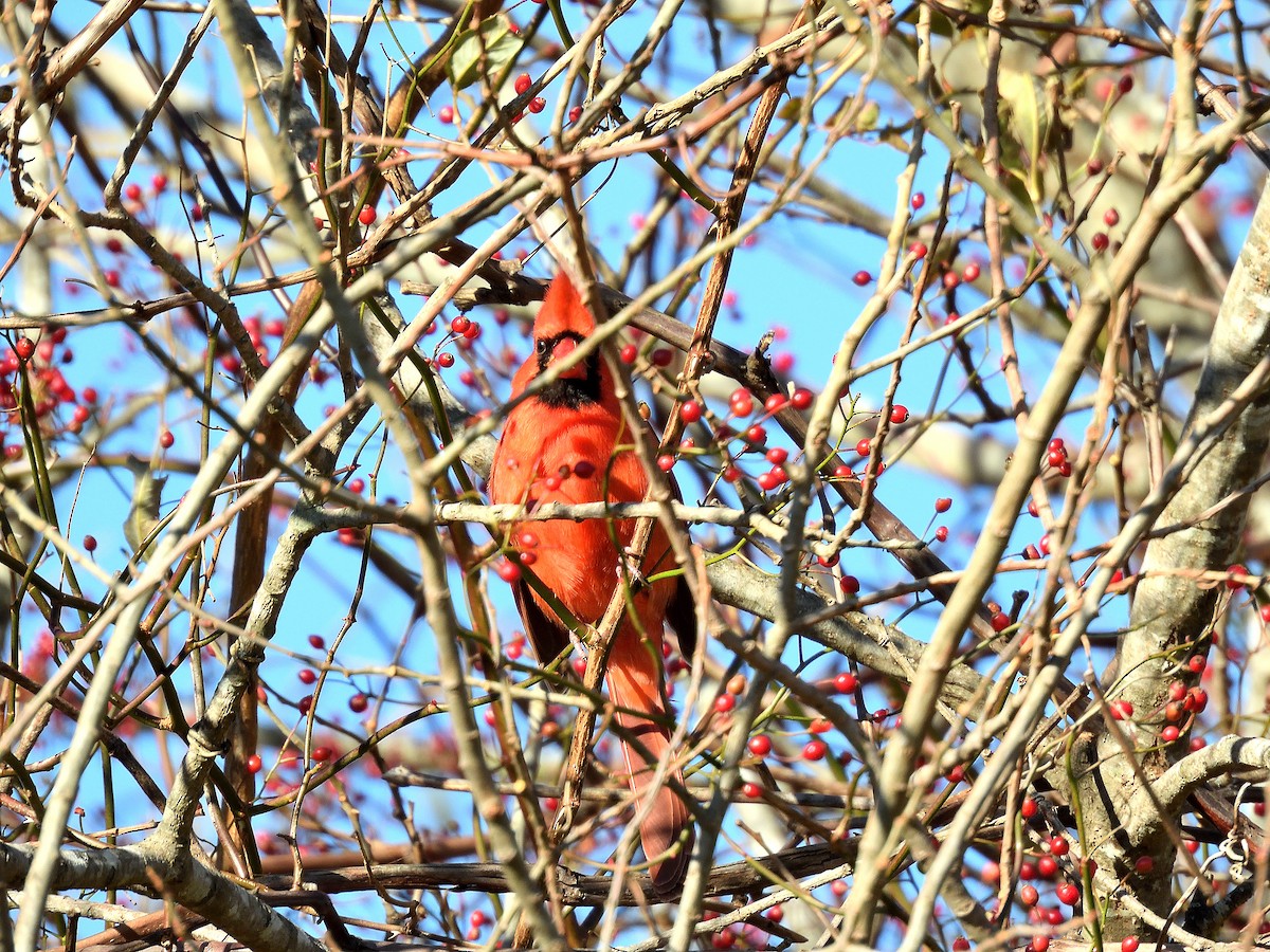 Kardinal arrunta - ML645823485