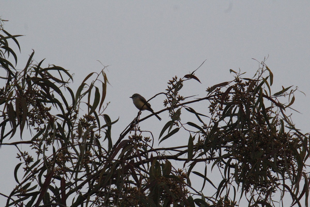 Zwergmennigvogel - ML645823489