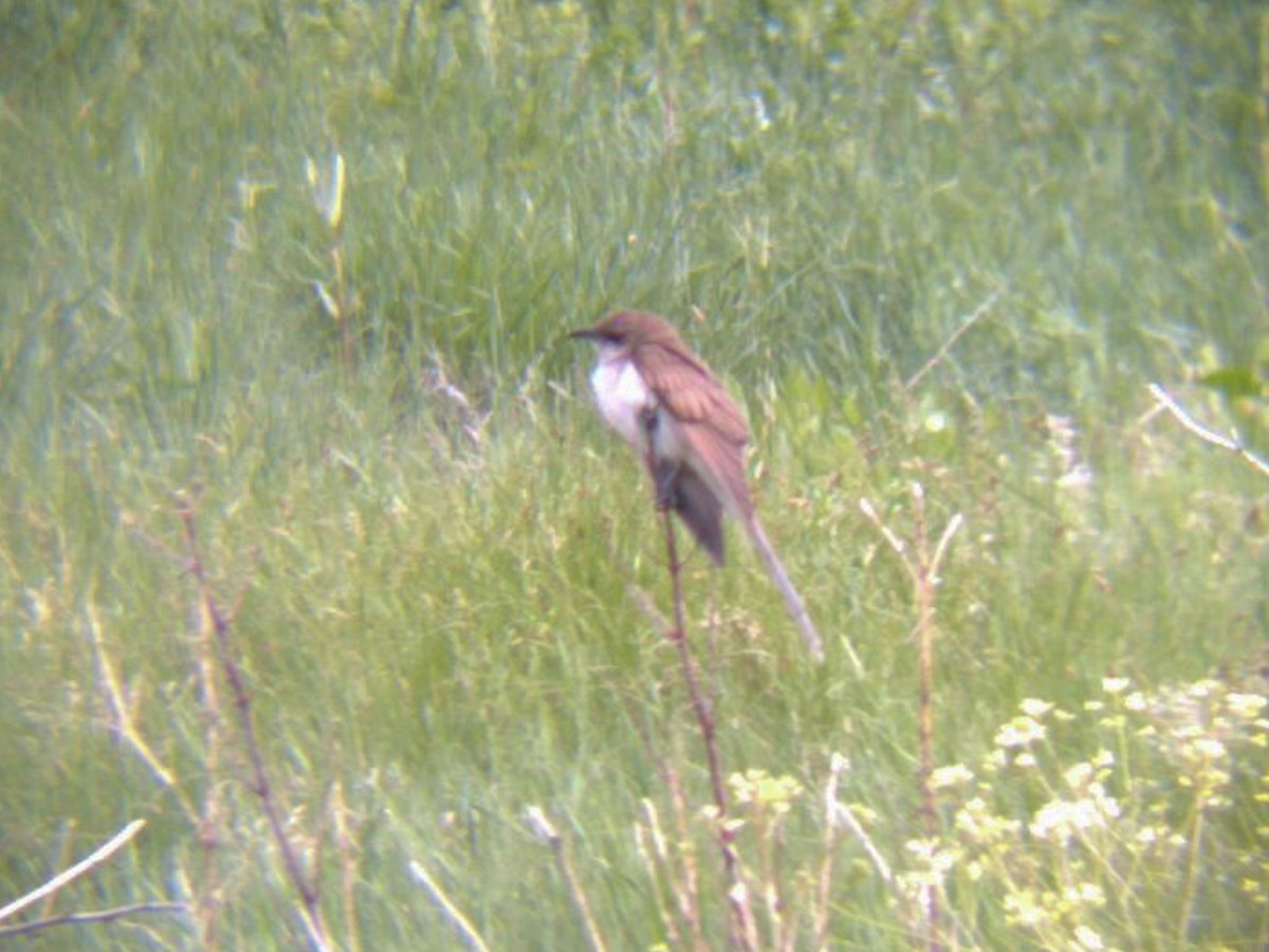 kukačka černozobá - ML645823492