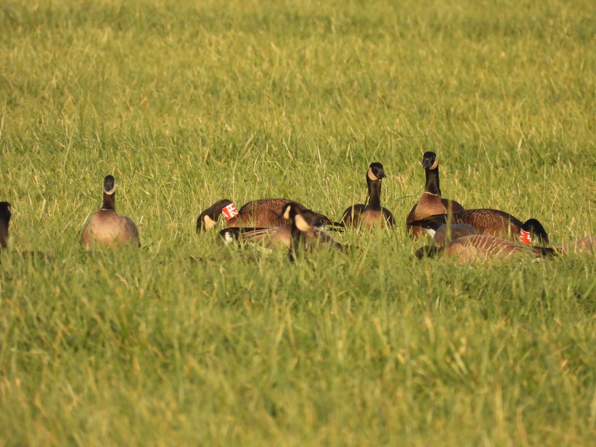 Canada Goose (occidentalis/fulva) - ML645823497