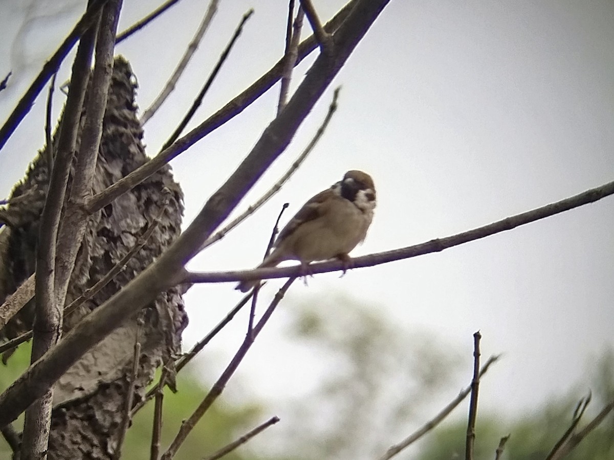 Ağaç Serçesi - ML645823499