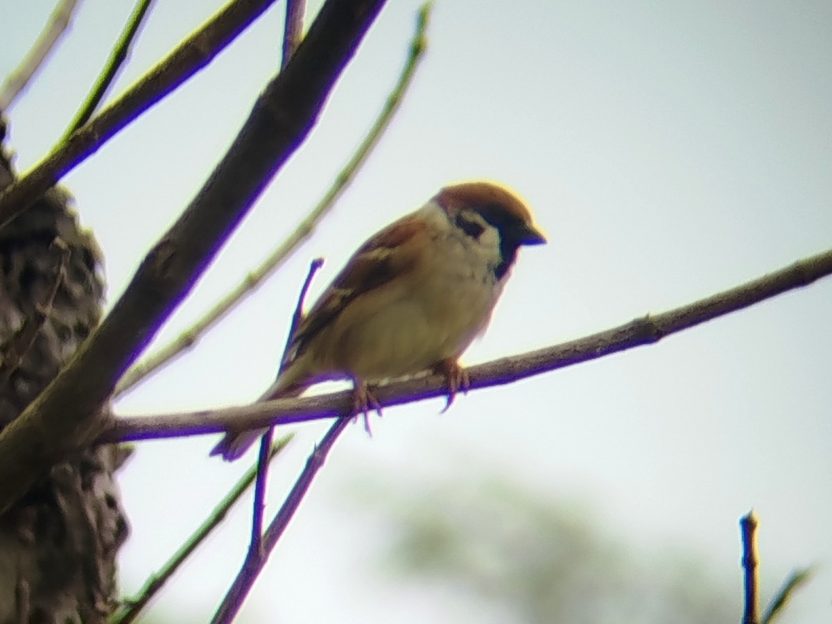 Ağaç Serçesi - ML645823500