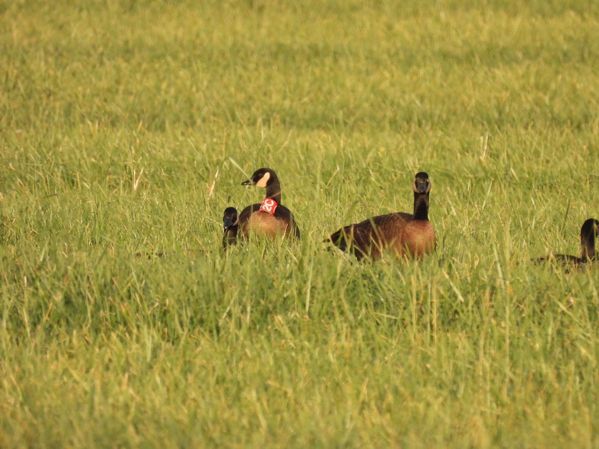 Canada Goose (occidentalis/fulva) - ML645823501