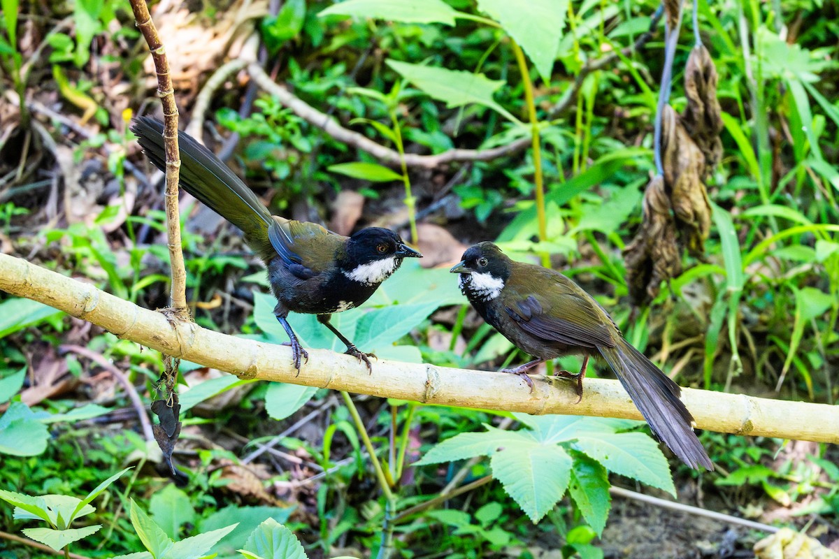 Eastern Whipbird - ML645823503