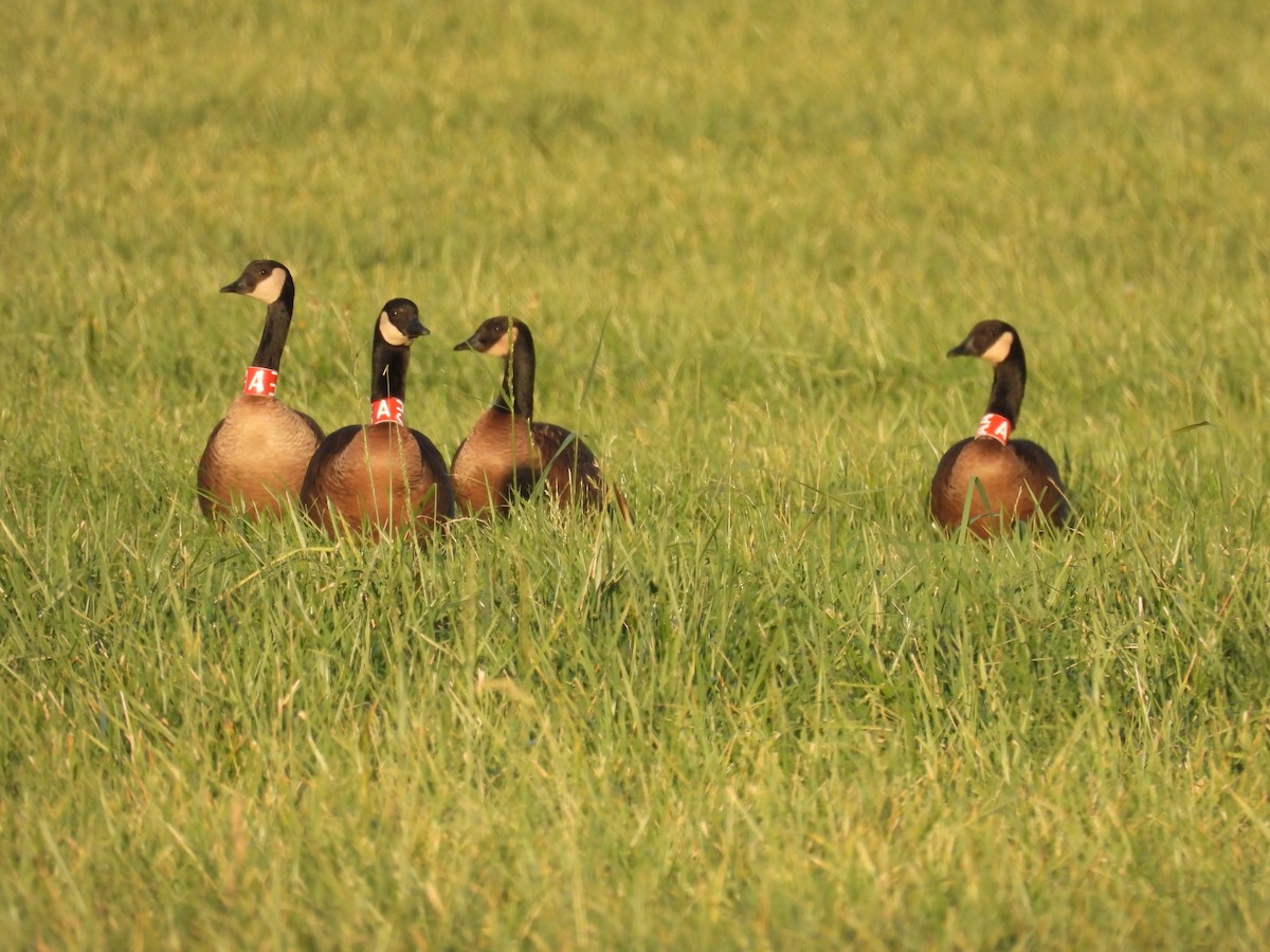 Canada Goose (occidentalis/fulva) - ML645823505