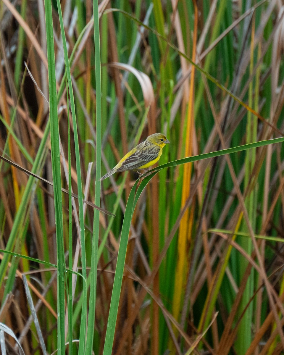 Короткоклювый зерноед - ML645823516