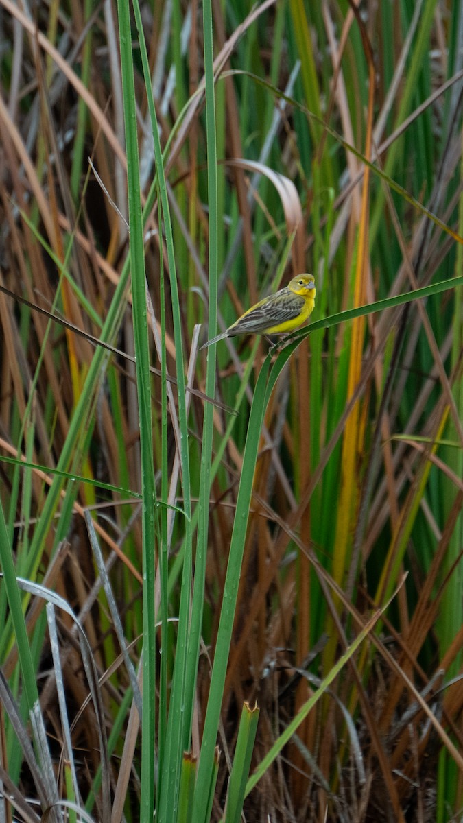 Короткоклювый зерноед - ML645823517